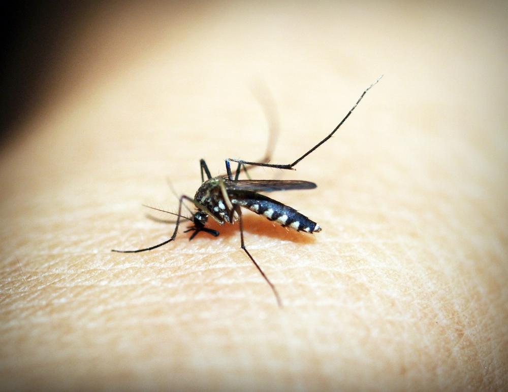 mosquito bite