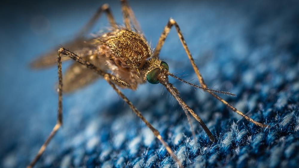 mosquito bite
